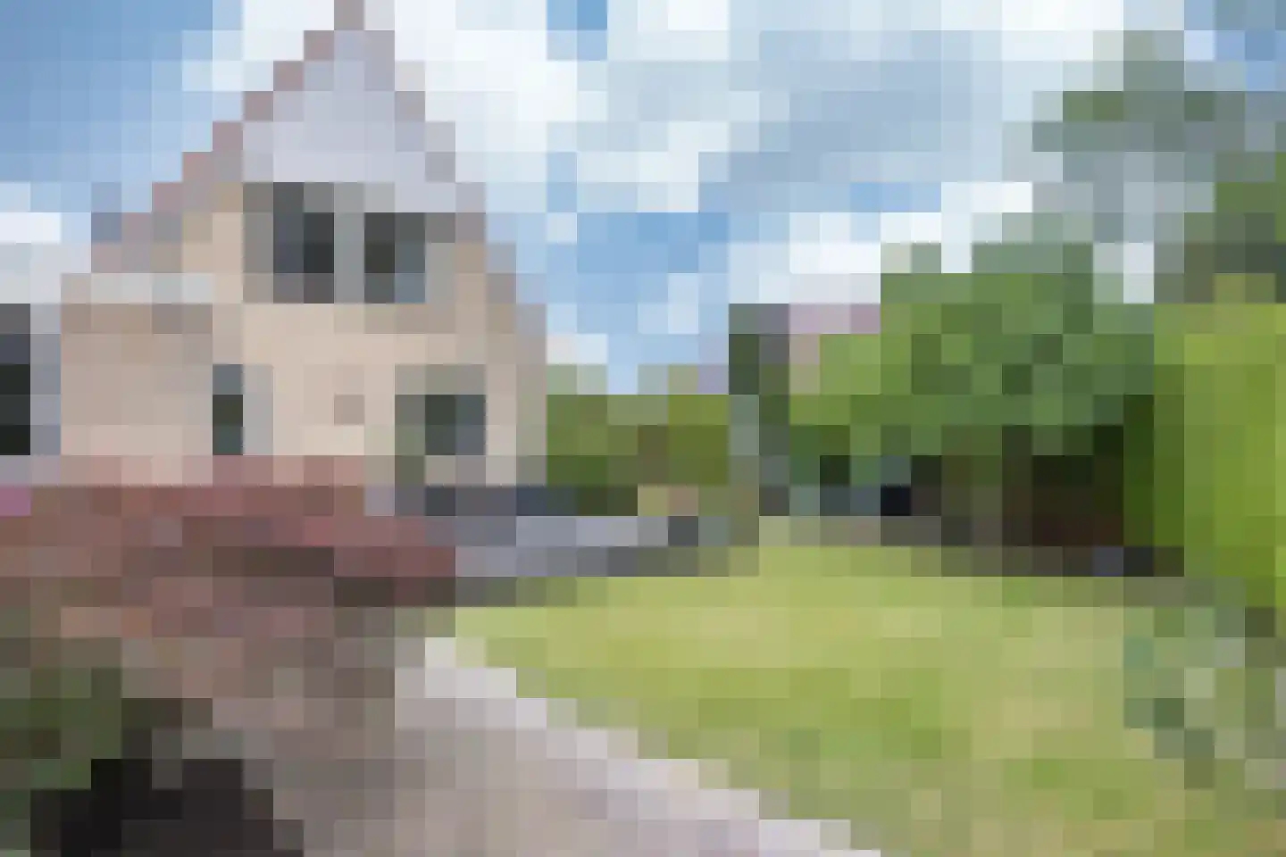 Skerwâld 9 Oosthem thumbnail 26