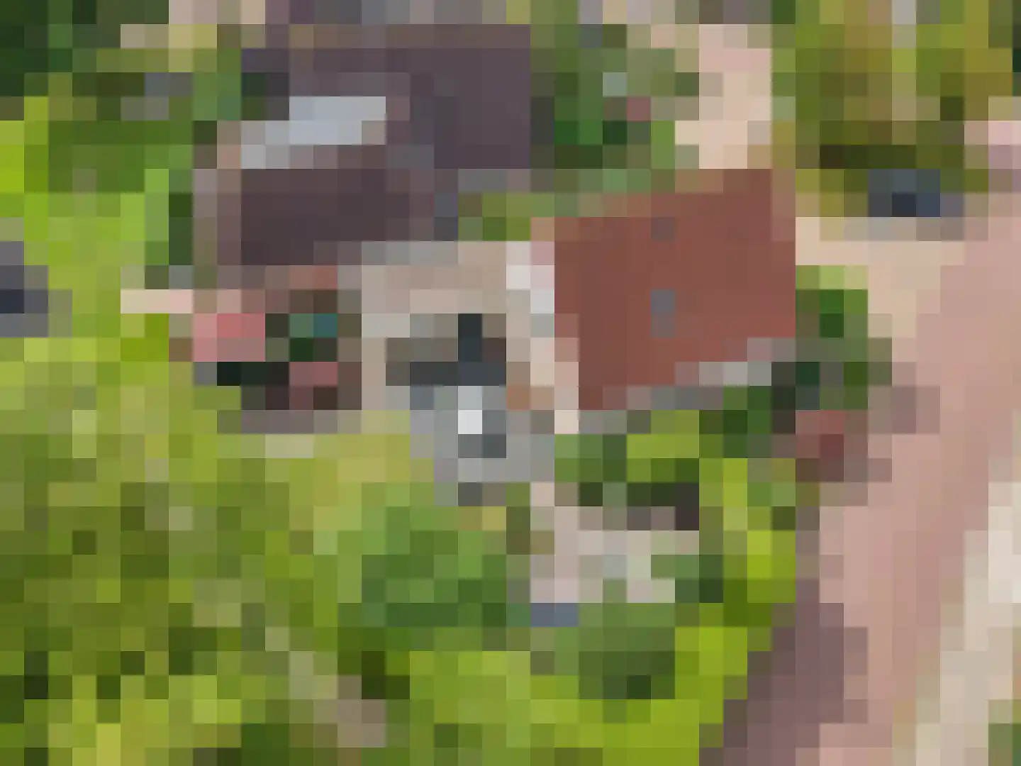 Skerwâld 9 Oosthem thumbnail 36