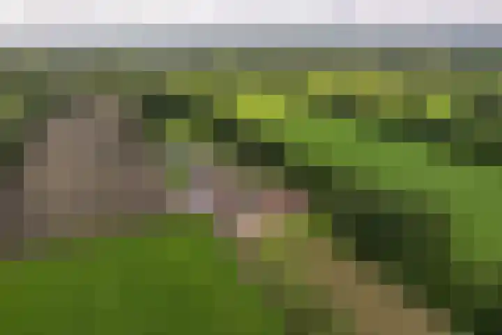 Skieppedrifte 5 Drogeham thumbnail 106