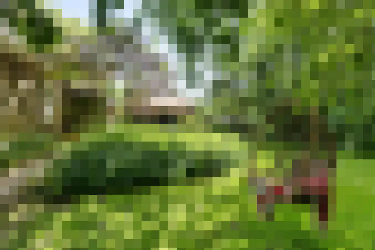 Skieppereed 22 Ie thumbnail 15