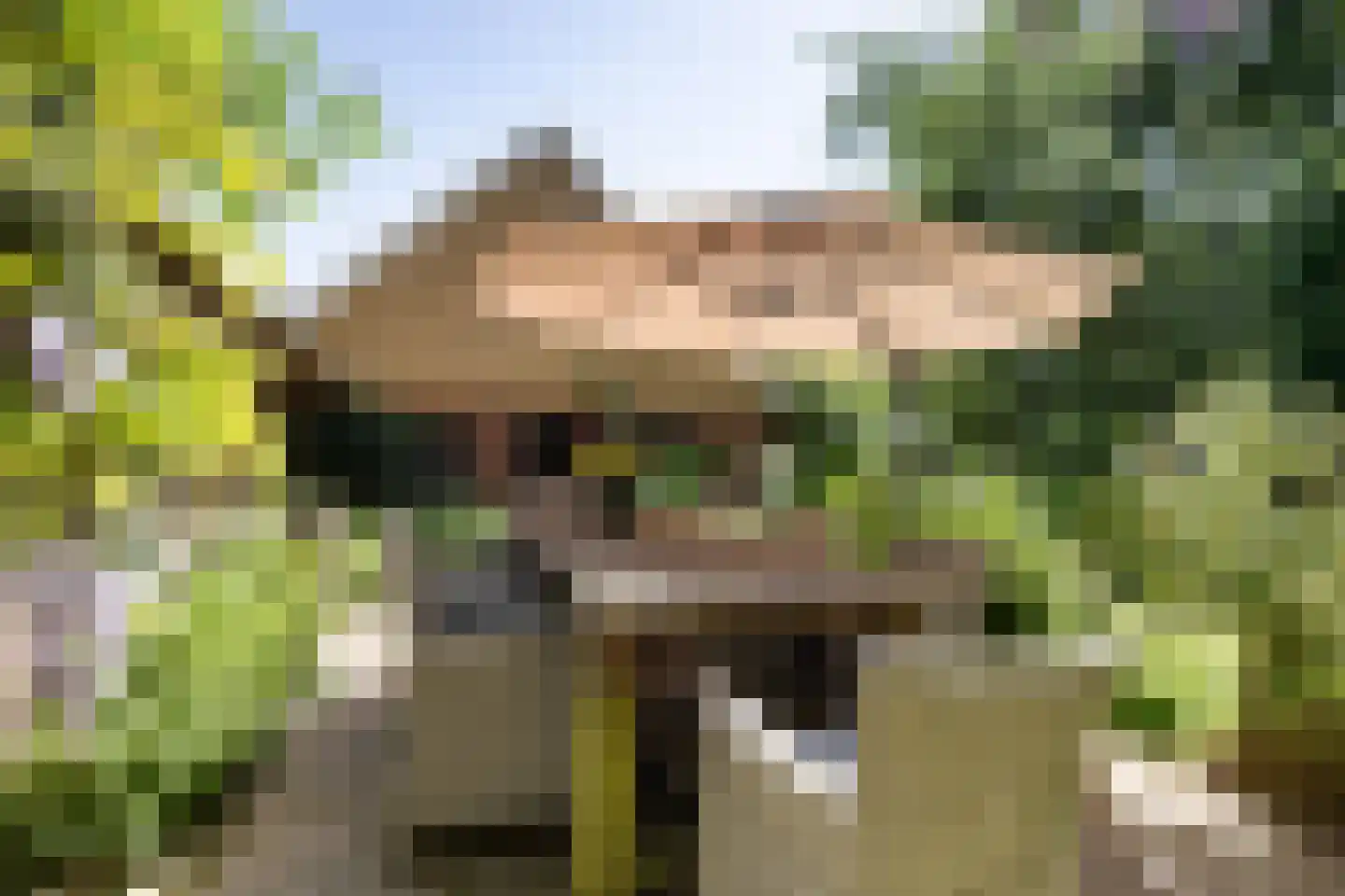 Skieppereed 22 Ie thumbnail 16