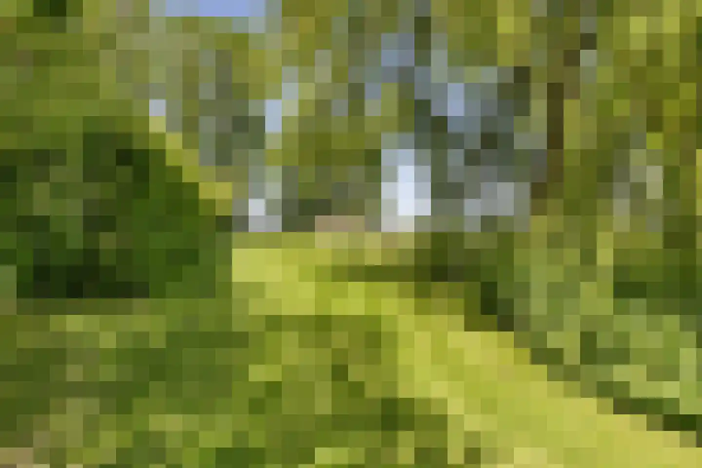 Skieppereed 22 Ie thumbnail 45