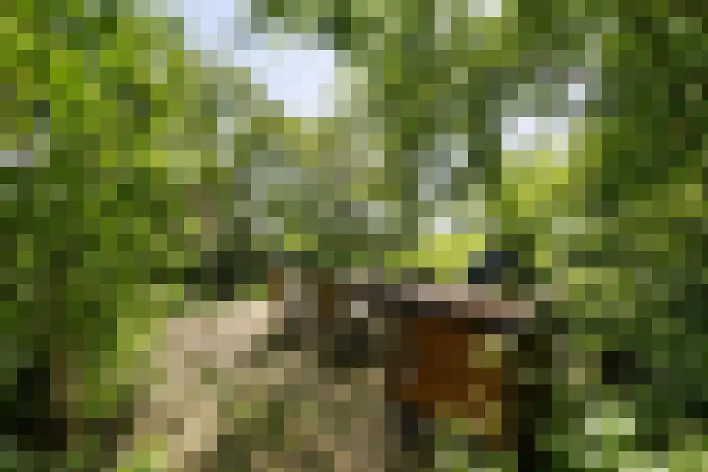 Skieppereed 22 Ie thumbnail 47
