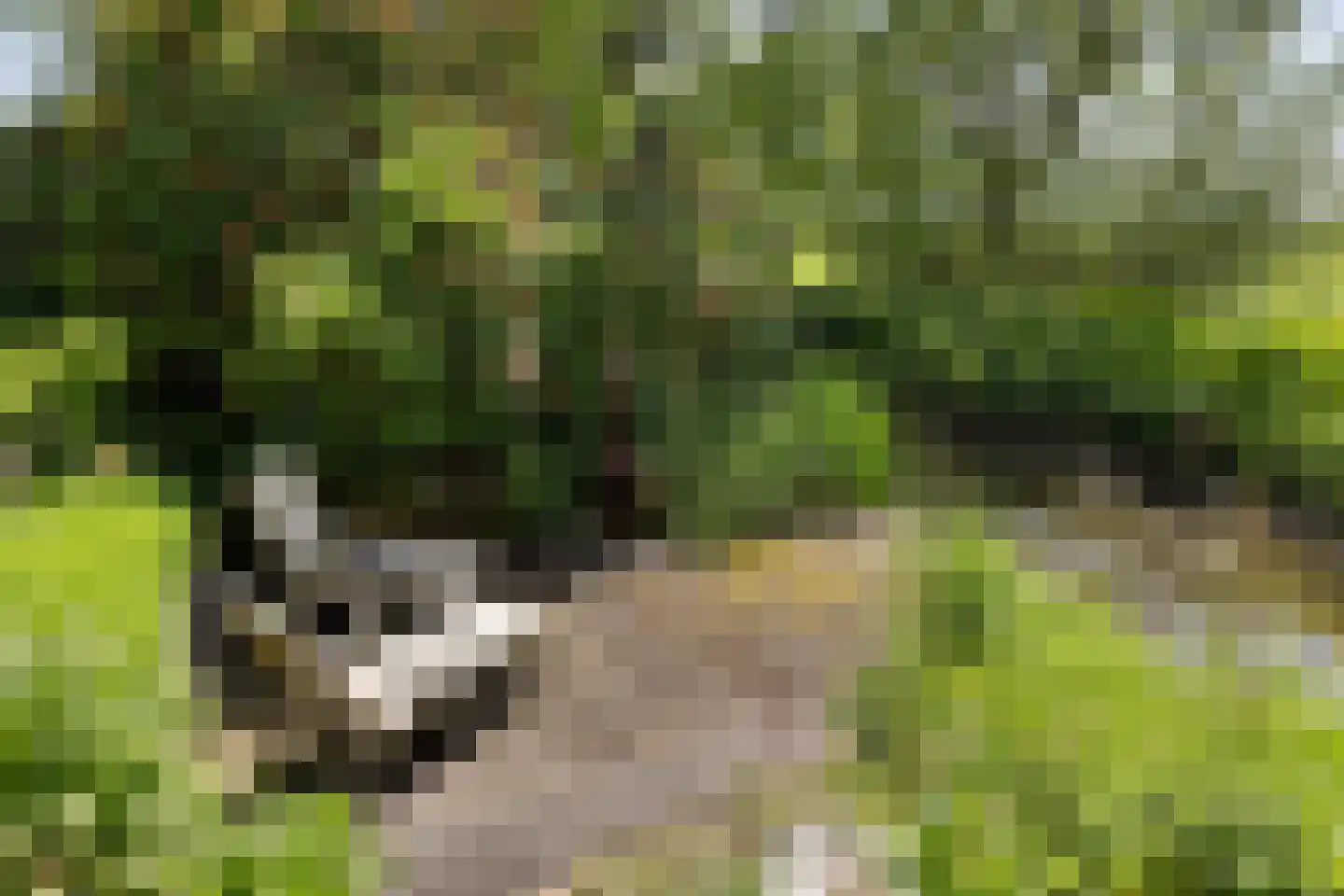 Skieppereed 22 Ie thumbnail 49