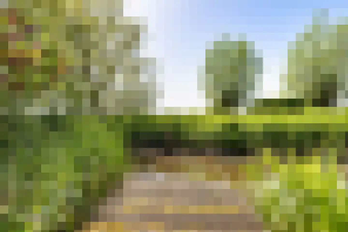 Skieppereed 22 Ie thumbnail 50
