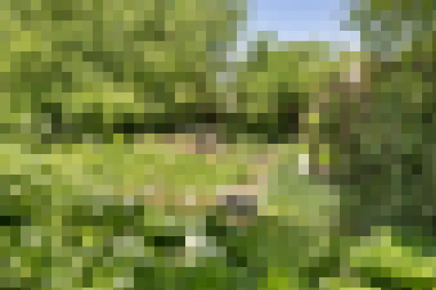 Skieppereed 22 Ie thumbnail 51