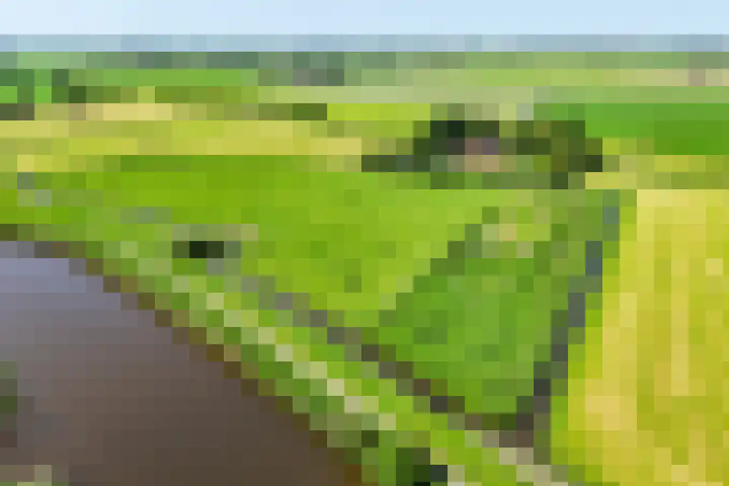 Skieppereed 22 Ie thumbnail 58