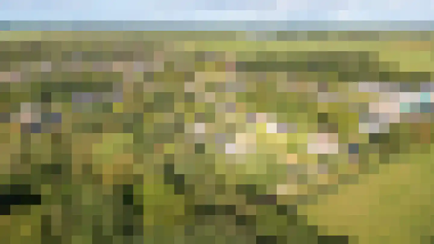 Skierstins 12 Feanwâlden thumbnail 22