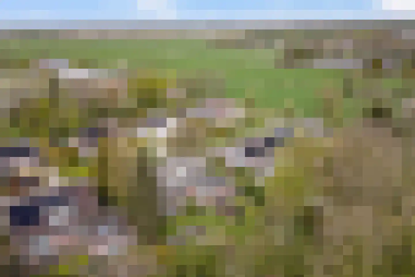 Skierstins 8 Feanwâlden thumbnail 29
