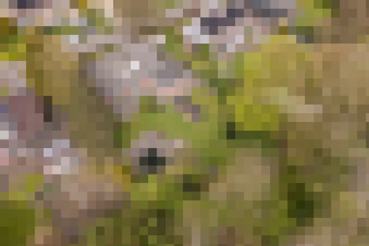 Skierstins 8 Feanwâlden thumbnail 44