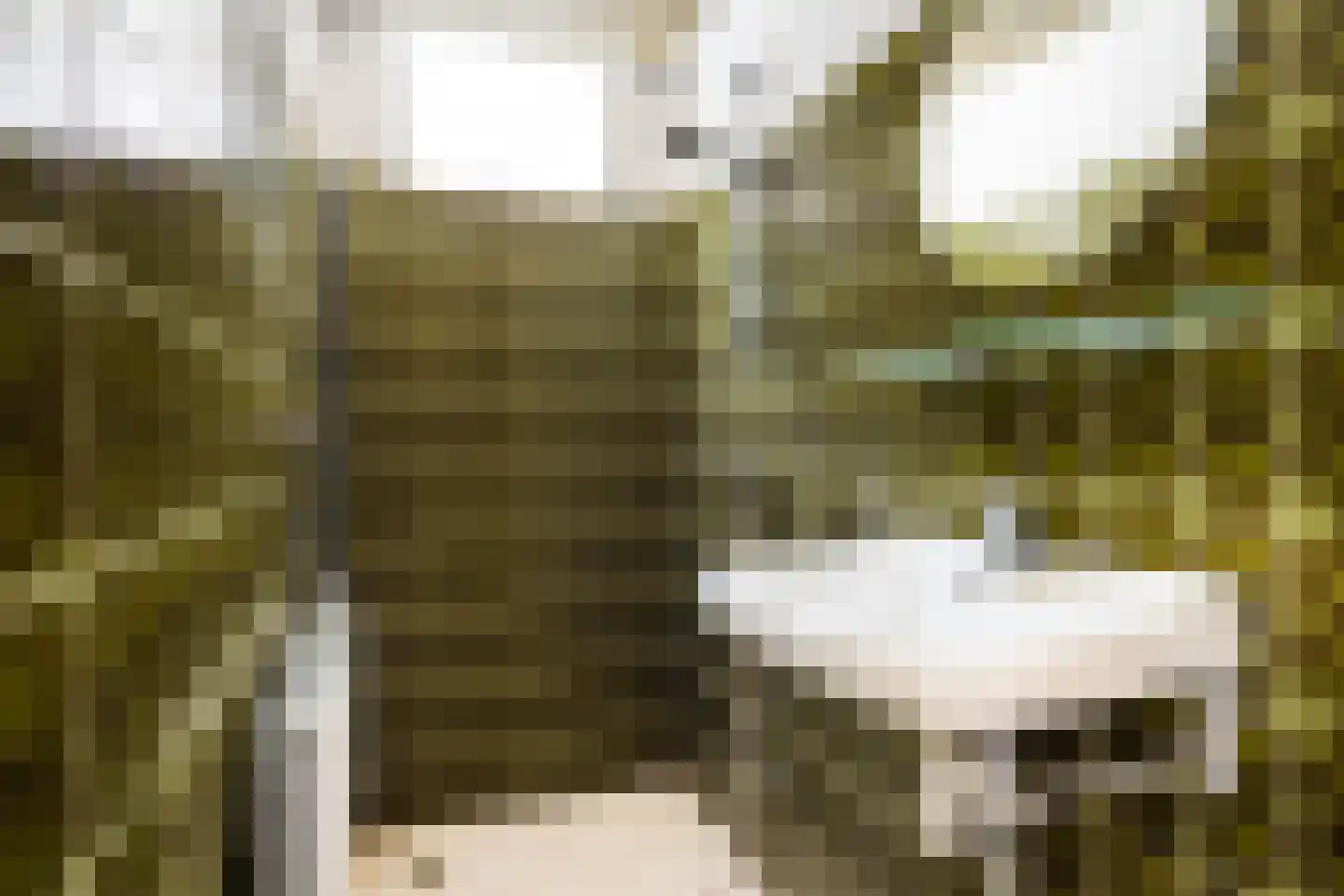 Skilpaed 20 Dronryp thumbnail 10