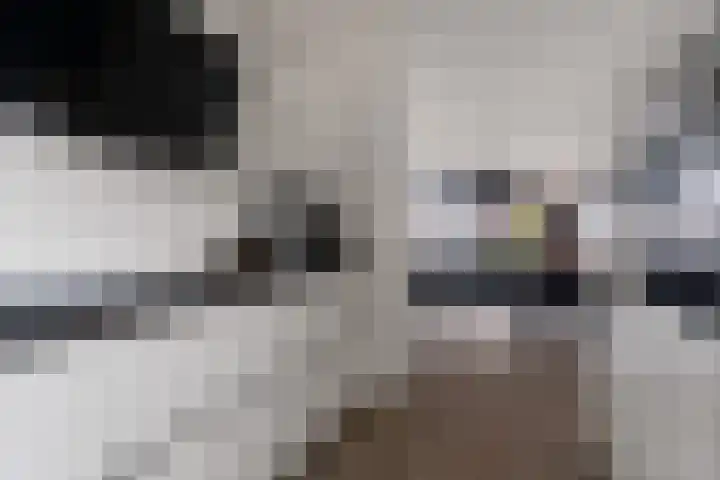 Skilpaed 3 Menaam thumbnail 13