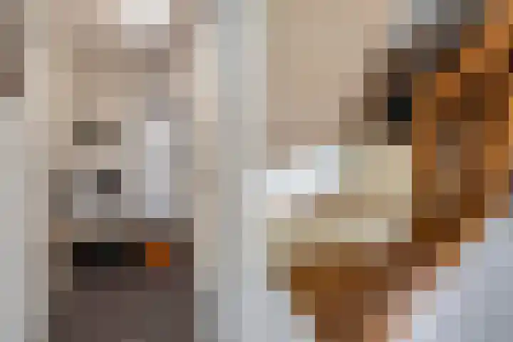 Skilpaed 3 Menaam thumbnail 18