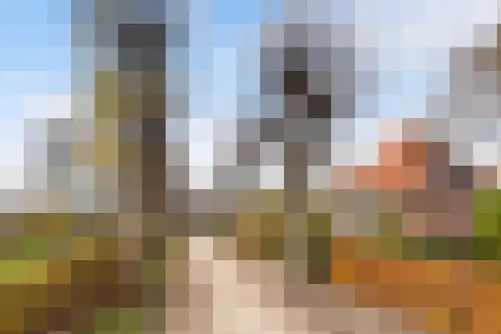 Skilpaed 3 Menaam foto 2