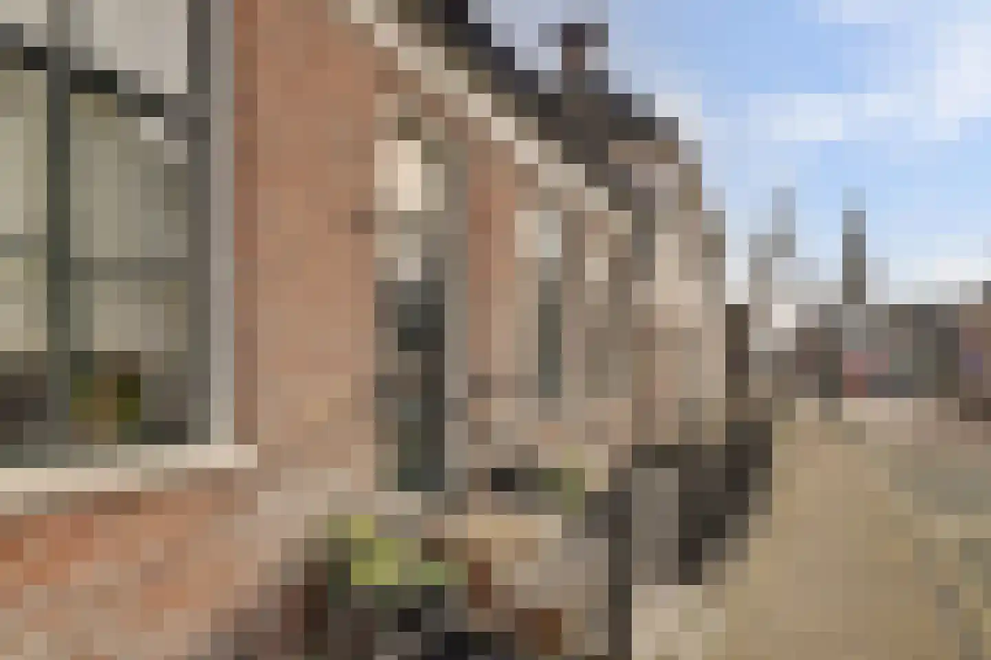 Skilpaed 31 Dronryp foto 2