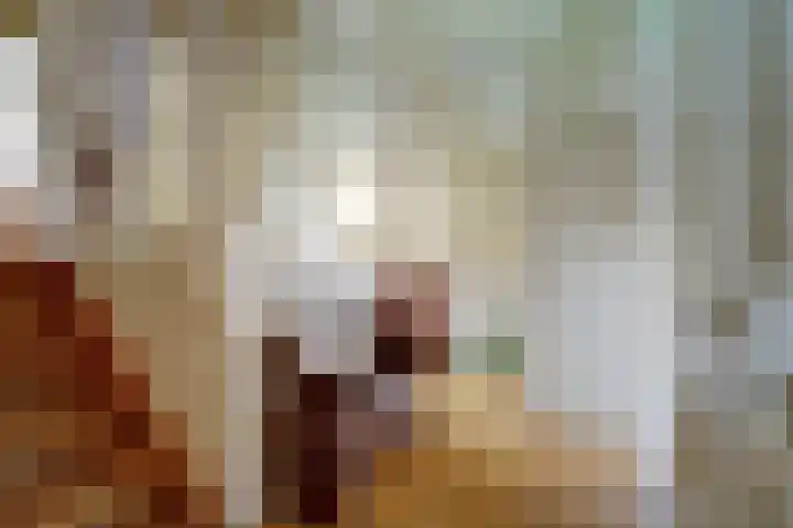 Skilpaed 31 Dronryp thumbnail 29