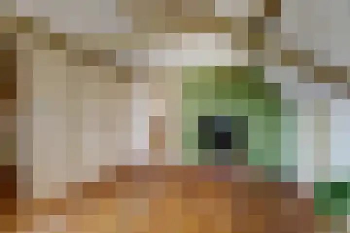 Skilpaed 31 Dronryp thumbnail 32