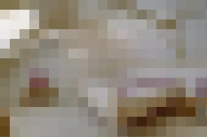 Skilpaed 31 Dronryp thumbnail 34