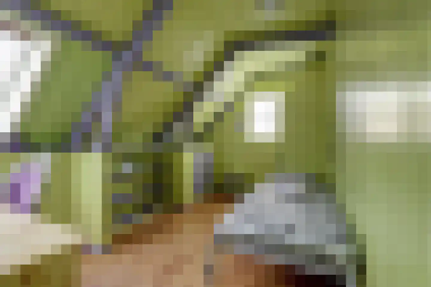Skilpaed 31 Dronryp thumbnail 36
