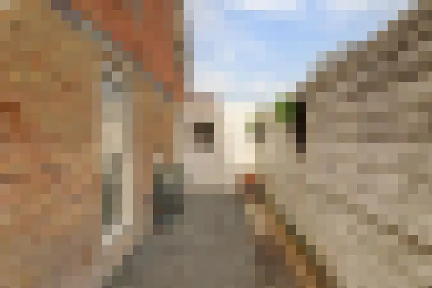 Skilpaed 31 Dronryp thumbnail 43