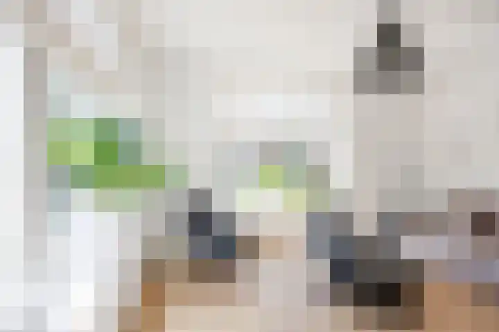 Skilpaed 9 Dronryp thumbnail 24