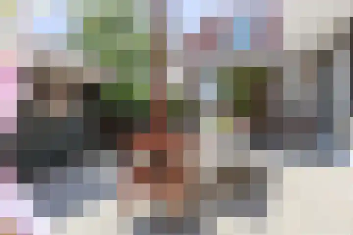 Skilpaed 9 Dronryp thumbnail 41