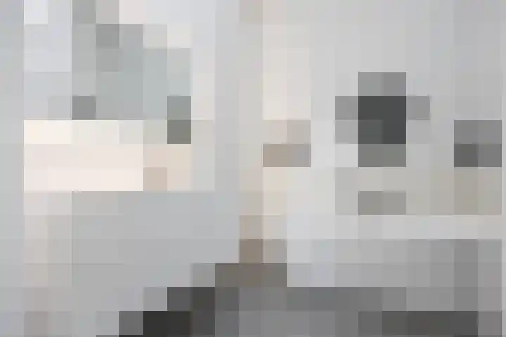 Skilpaed 9 Dronryp thumbnail 5