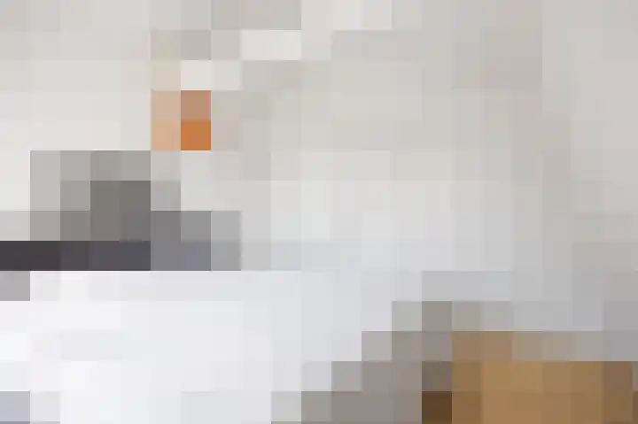 Skilpaed 9 Dronryp thumbnail 51