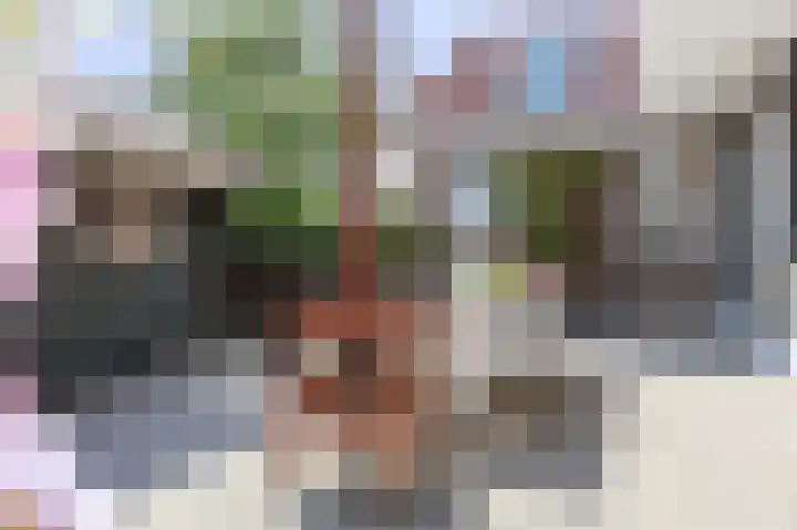 Skilpaed 9 Dronryp thumbnail 6