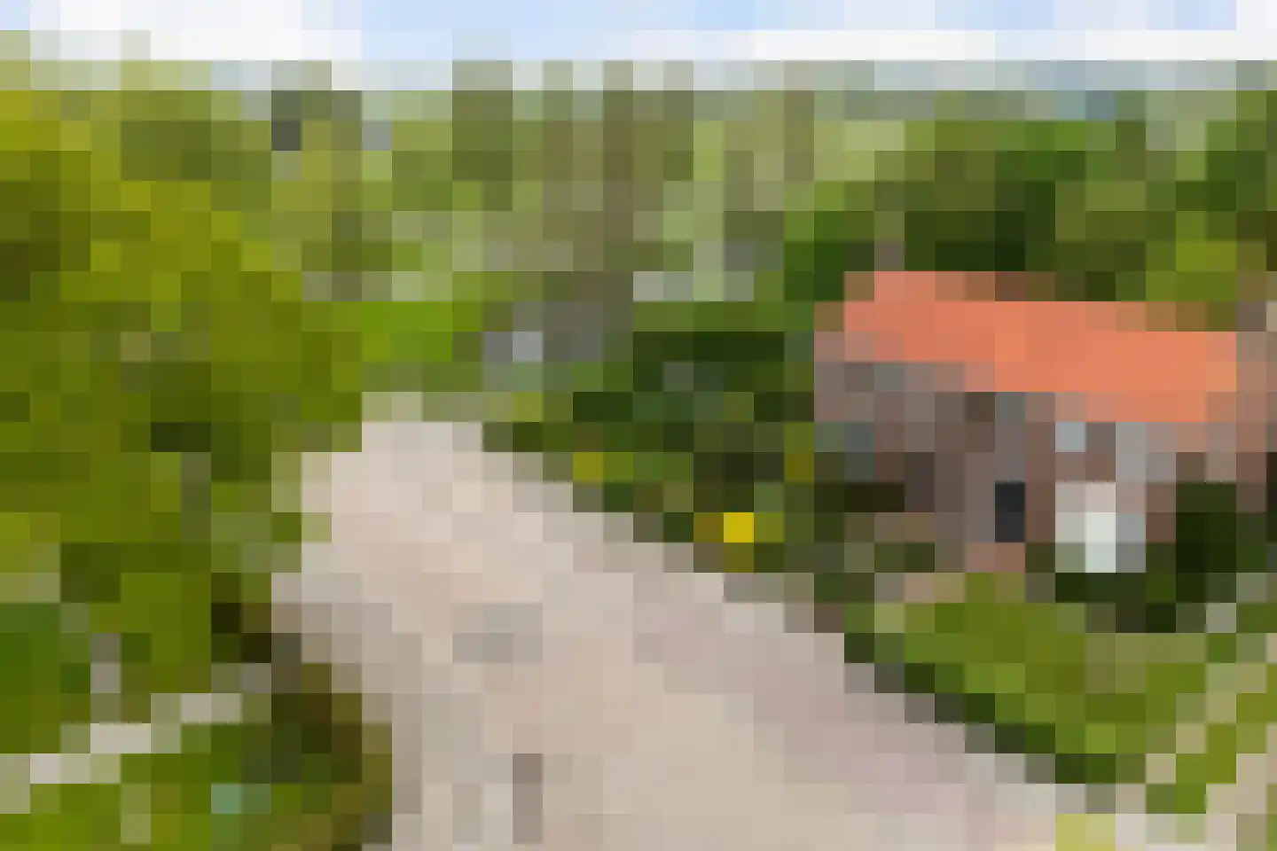 Skilwei 34 b Stiens thumbnail 50