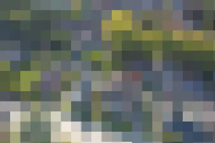 Skoalikkers 10 Augustinusga thumbnail 4