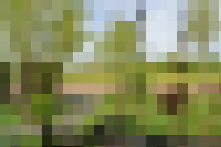 Skoalledyk 34 Hempens thumbnail 23