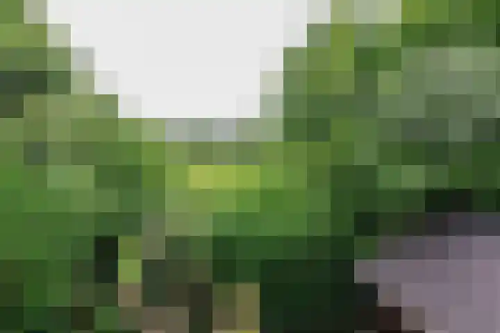 Skoalledyk 34 Hempens thumbnail 7