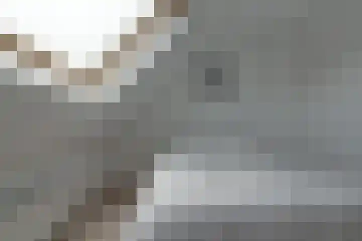 Skoallepaad 8 Drogeham thumbnail 28