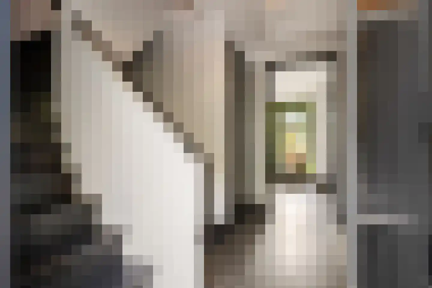 Skoallereed 16 Oudega thumbnail 40