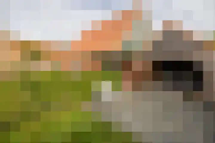 Skoallestrjitte 2 Eastrum thumbnail 42