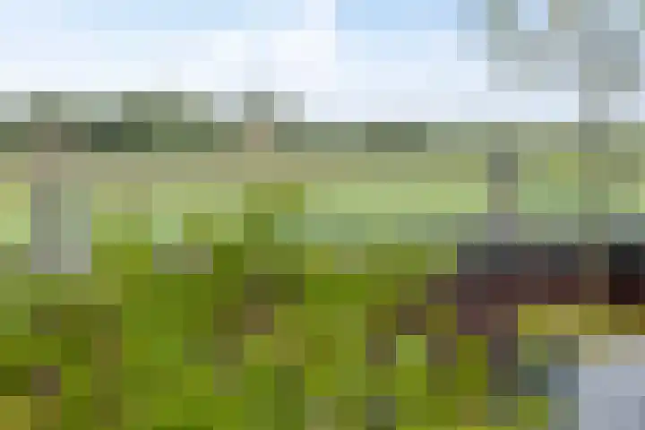 Skûtsje 104 Gorredijk thumbnail 32