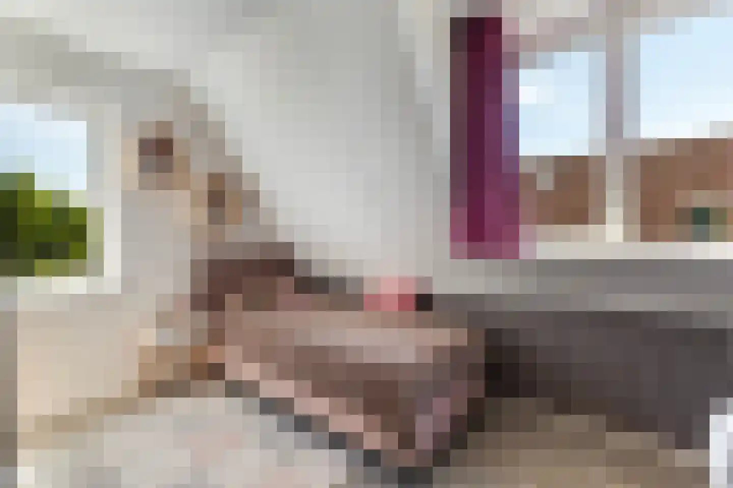 Skûtsje 33 Stiens thumbnail 19