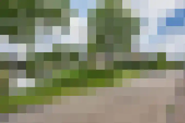 Skûtsje 41 Gorredijk thumbnail 7