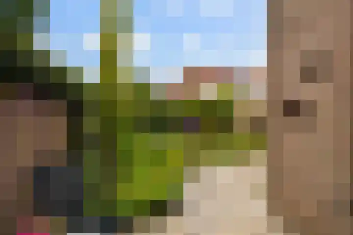Skûtsje 43 Woerden thumbnail 24