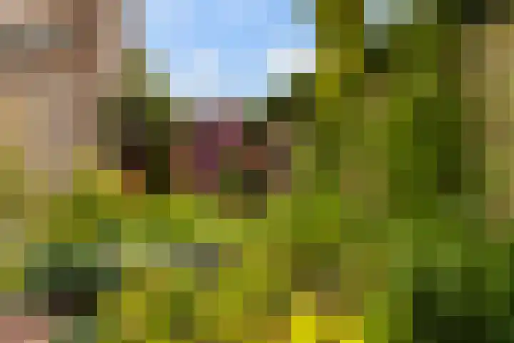 Skûtsje 43 Woerden thumbnail 28