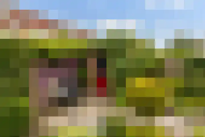 Skûtsje 43 Woerden thumbnail 30