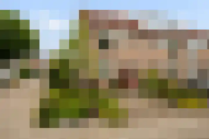 Skûtsje 43 Woerden thumbnail 4