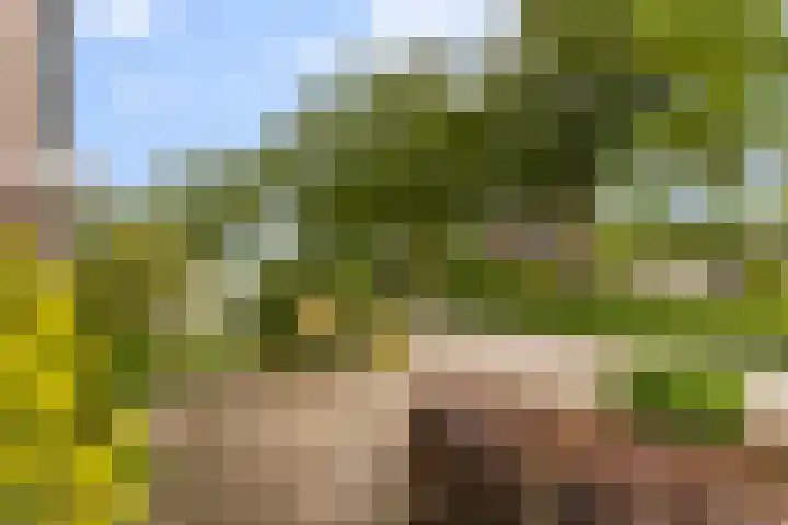 Skûtsje 43 Woerden thumbnail 59