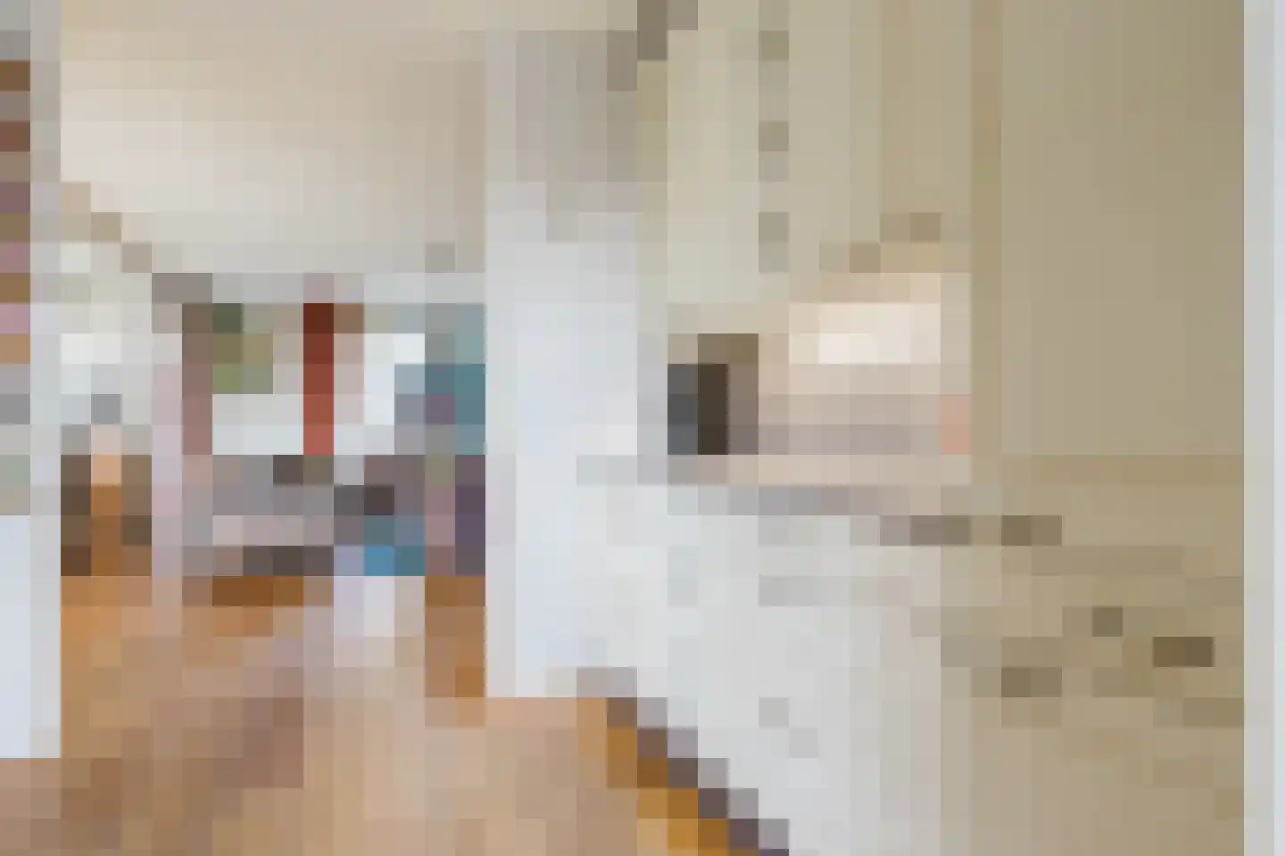 Skûtsje 44 Gorredijk thumbnail 17