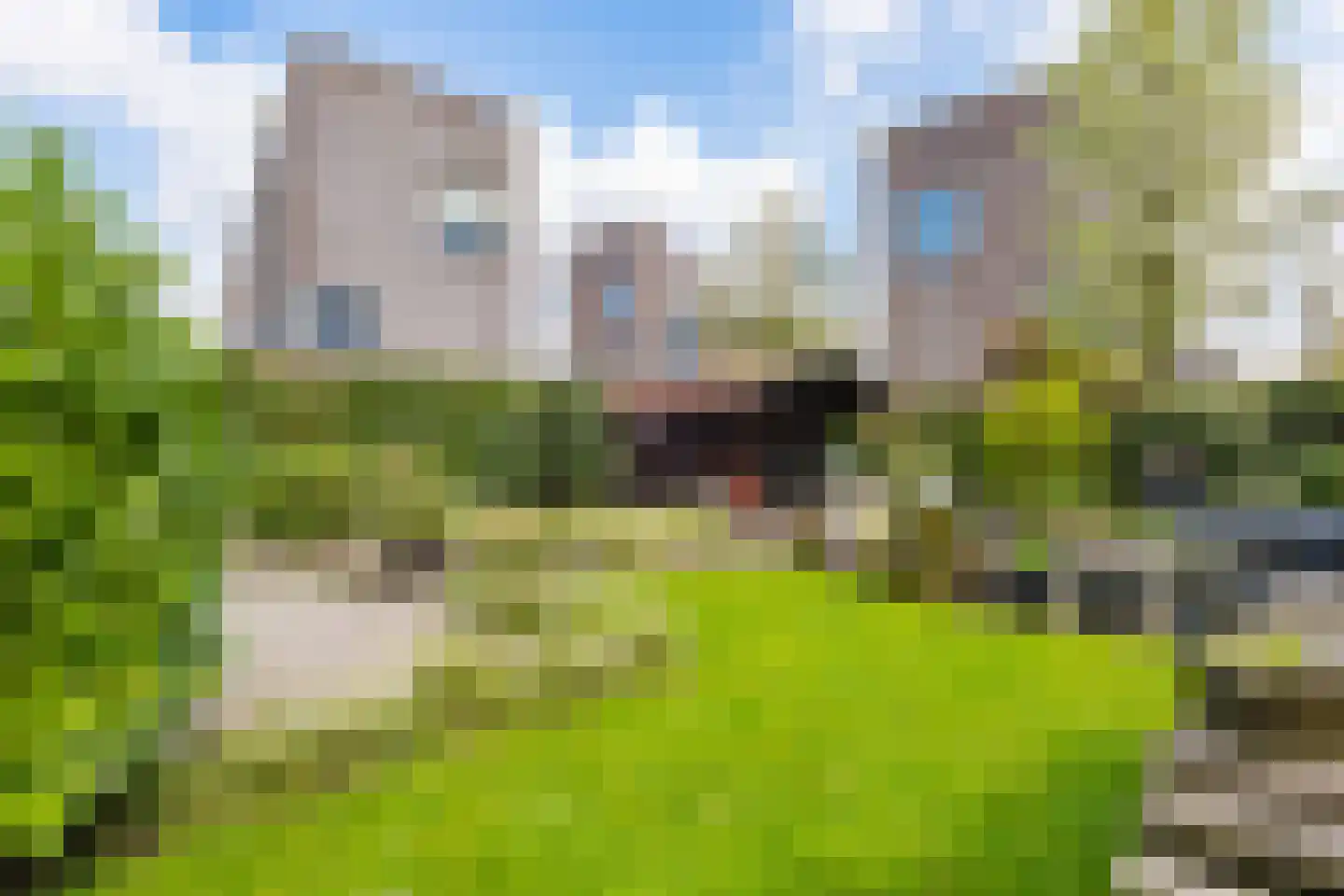 Skûtsje 44 Gorredijk thumbnail 40