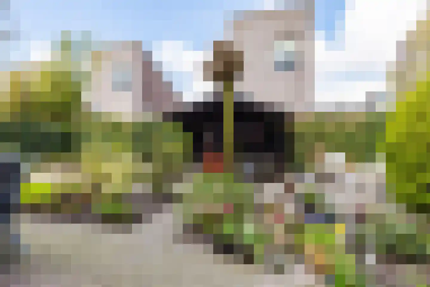 Skûtsje 44 Gorredijk thumbnail 41