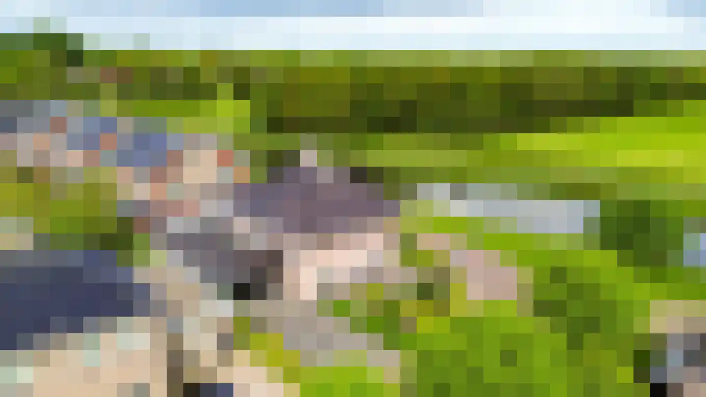 Skûtsje 47 Gorredijk thumbnail 11