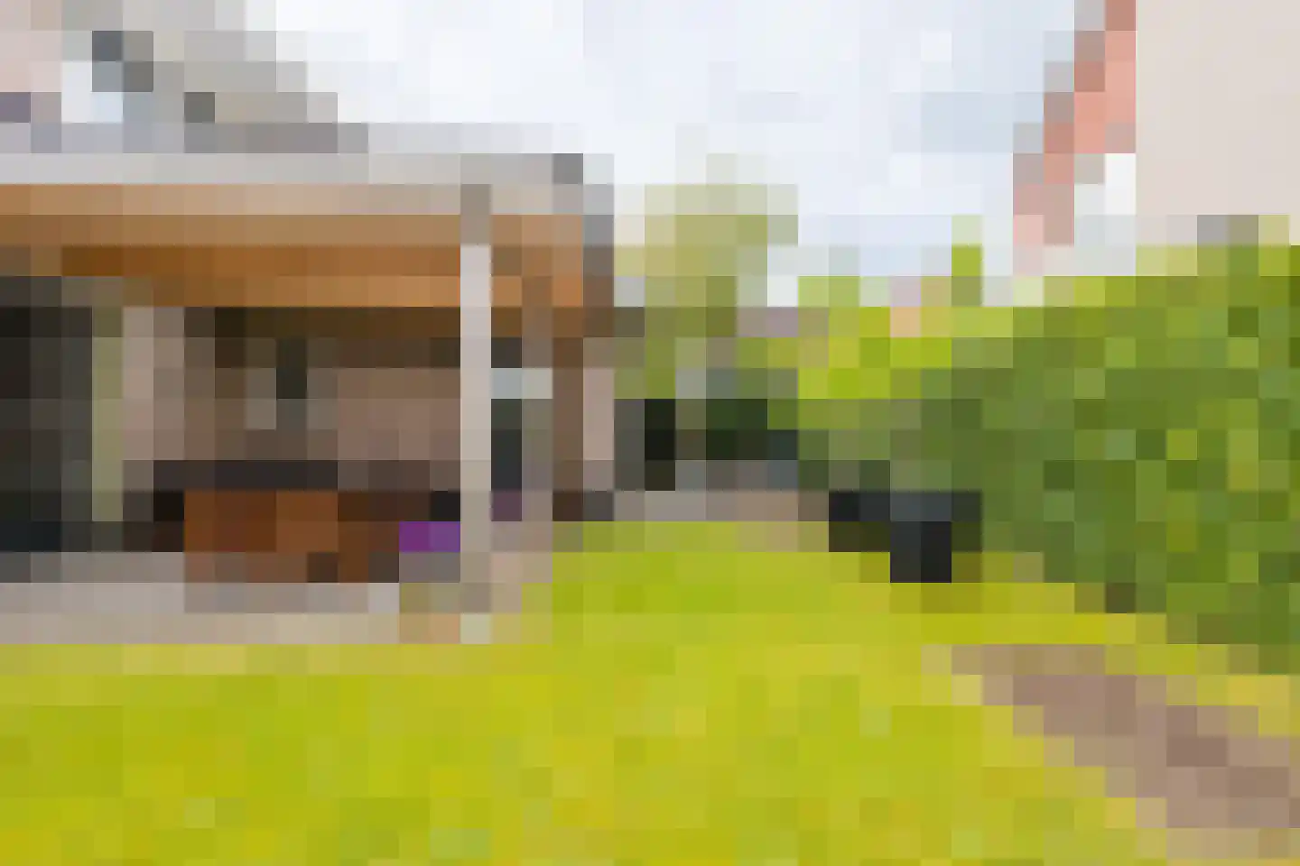 Skûtsje 47 Gorredijk thumbnail 16