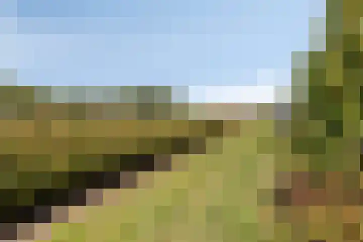 Slaakweg 16 Heinkenszand thumbnail 33